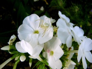 White Phlox and Spider