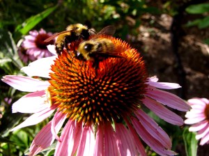 Purple Coneflower