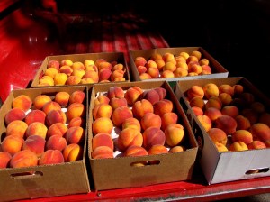 100lbs. Fairhavens Peaches