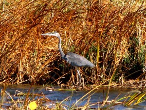 Blue Heron in North Dakota 09-28-11