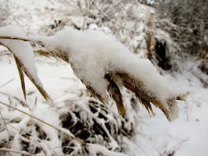 Snow Capped Grass