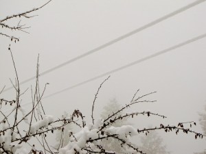 IMG_2528 Power Lines