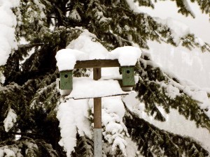 IMG_2545 Bird Houses