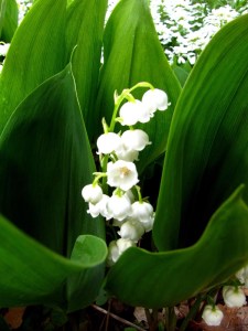 Lily of the Valley