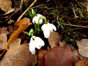 Snow Drops