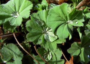  Lady's Mantle 