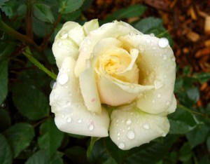 06-08-2005 MiniRose (3c)