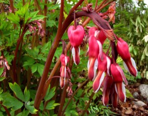 Bleeding Heart