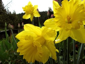 Daffodils