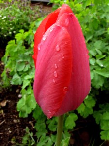 Pink Tulip