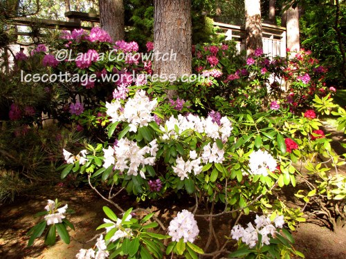 Manito 06-15-2012 IMG_3441bc