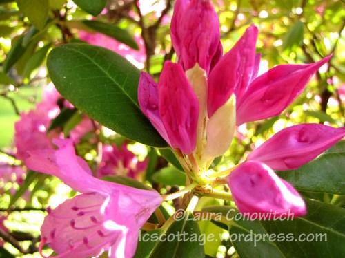 IMG_3444b Manito 06-15-2012 IMG_3444bc