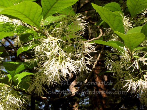 IMG_3451b Manito 06-15-2012 IMG_3451bc