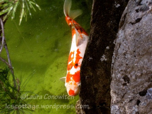 Manito June 2012 IMG_3463bc