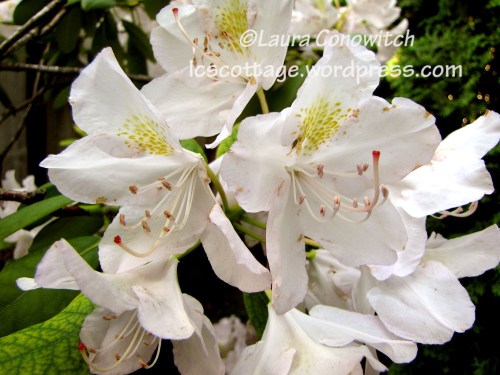 IMG_3512b Manito 06-15-2012 IMG_3512bc