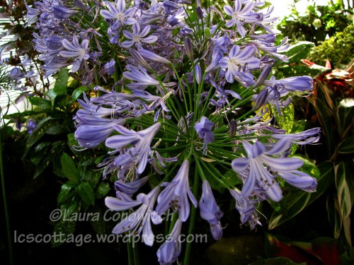 Manito 06-15-2012 IMG_3514bc