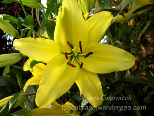 Manito 06-15-2012 IMG_3515bc