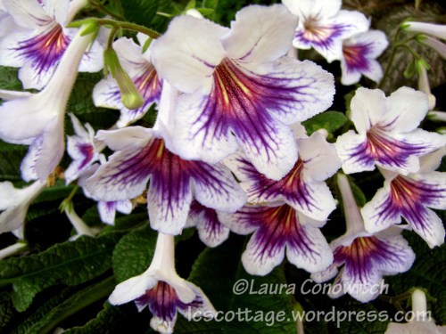 IMG_3528b Manito 06-15-2012 IMG_3528bc