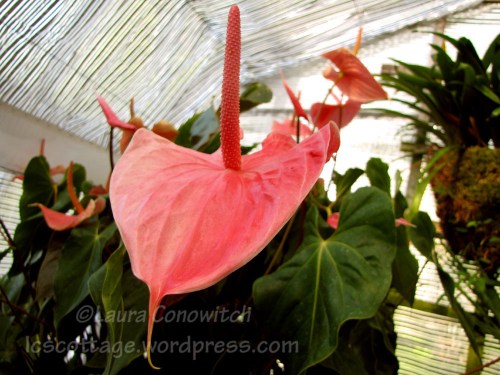 Manito 06-15-2012 IMG_3531bc