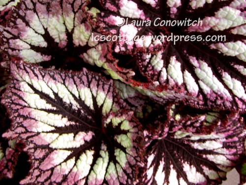 Manito 06-15-2012 IMG_3535bc