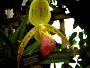 Manito Park and Botanical Gardens – Part 3