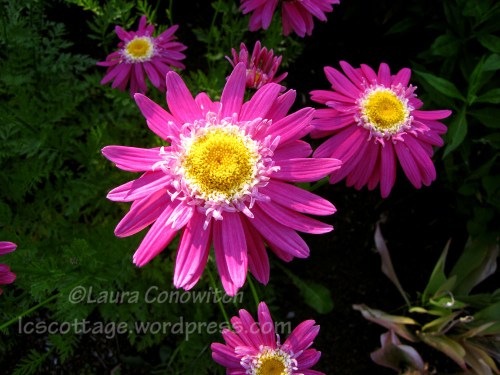 IMG_3557b Manito 6-15-2012 IMG_3557bc