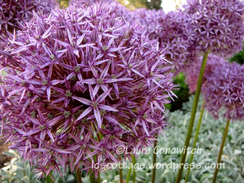 IMG_3564b Manito 6-15-2012 IMG_3564bc