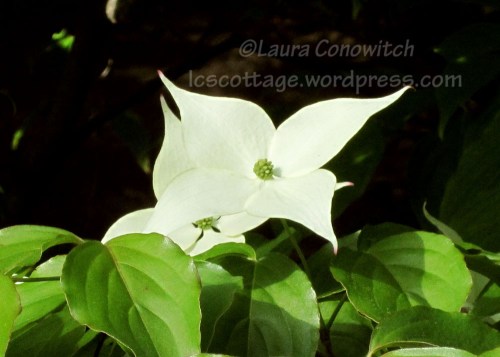 Manito 06-15-2012 023b Manito 06-15-2012 023bc