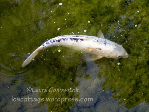 Manito 06-15-2012 027bc