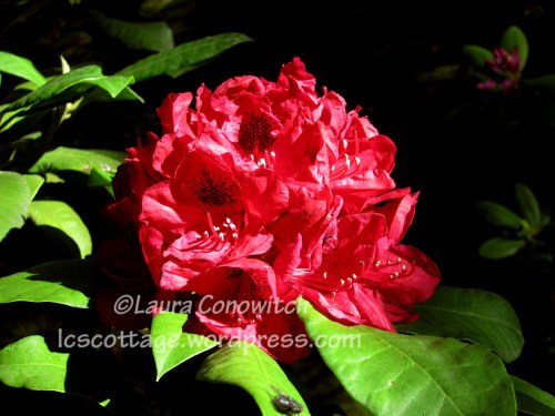 Manito 06-15-2012 039b Manito 06-15-2012 039bc