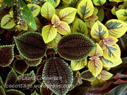 Manito 06-15-2012 069b