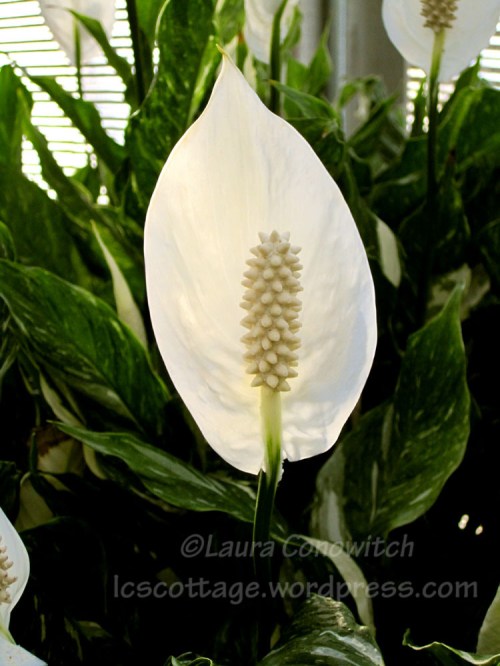 Manito 06-15-2012 072bc