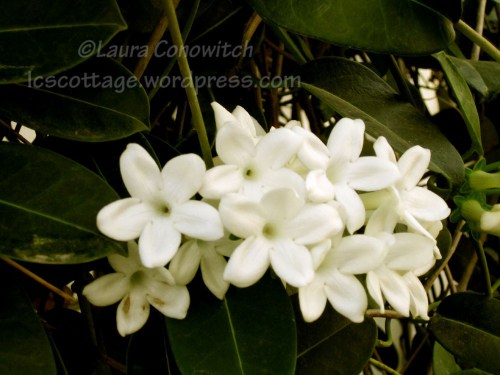 Manito 06-15-2012 073 copy