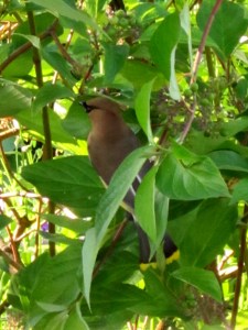 Cedar Wax Wings 004b