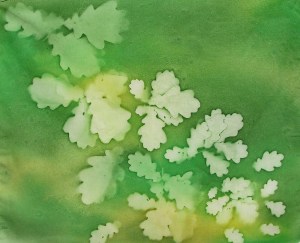 Hand Paint Oak Leaves Sunprint