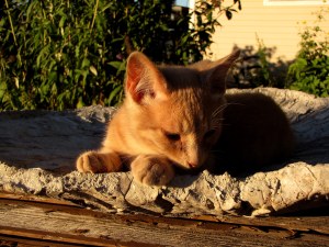 Kitten in Birdbath