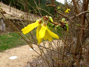 Forsythia