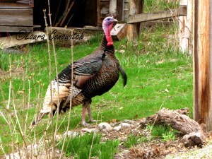 Tom Turkey