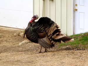 Tom Turkey