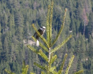 Clark's Nutcracker