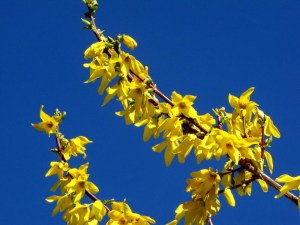 Forsythia