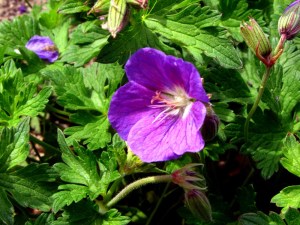 Geranium
