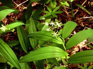 Star Flowered False Solomon Seal