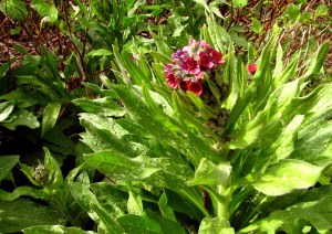 Lungwort