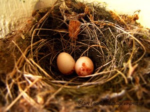 Pine Siskin eggs