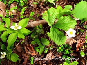 Bunchberry and Strawberry