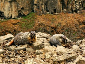 Palouse Falls Marmots 