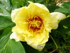 Tree Peony