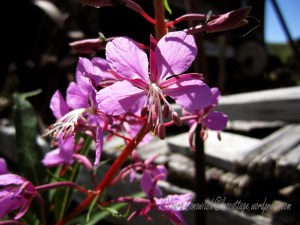 Fireweed