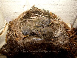 Baby Western Flycatchers 07-24-2013